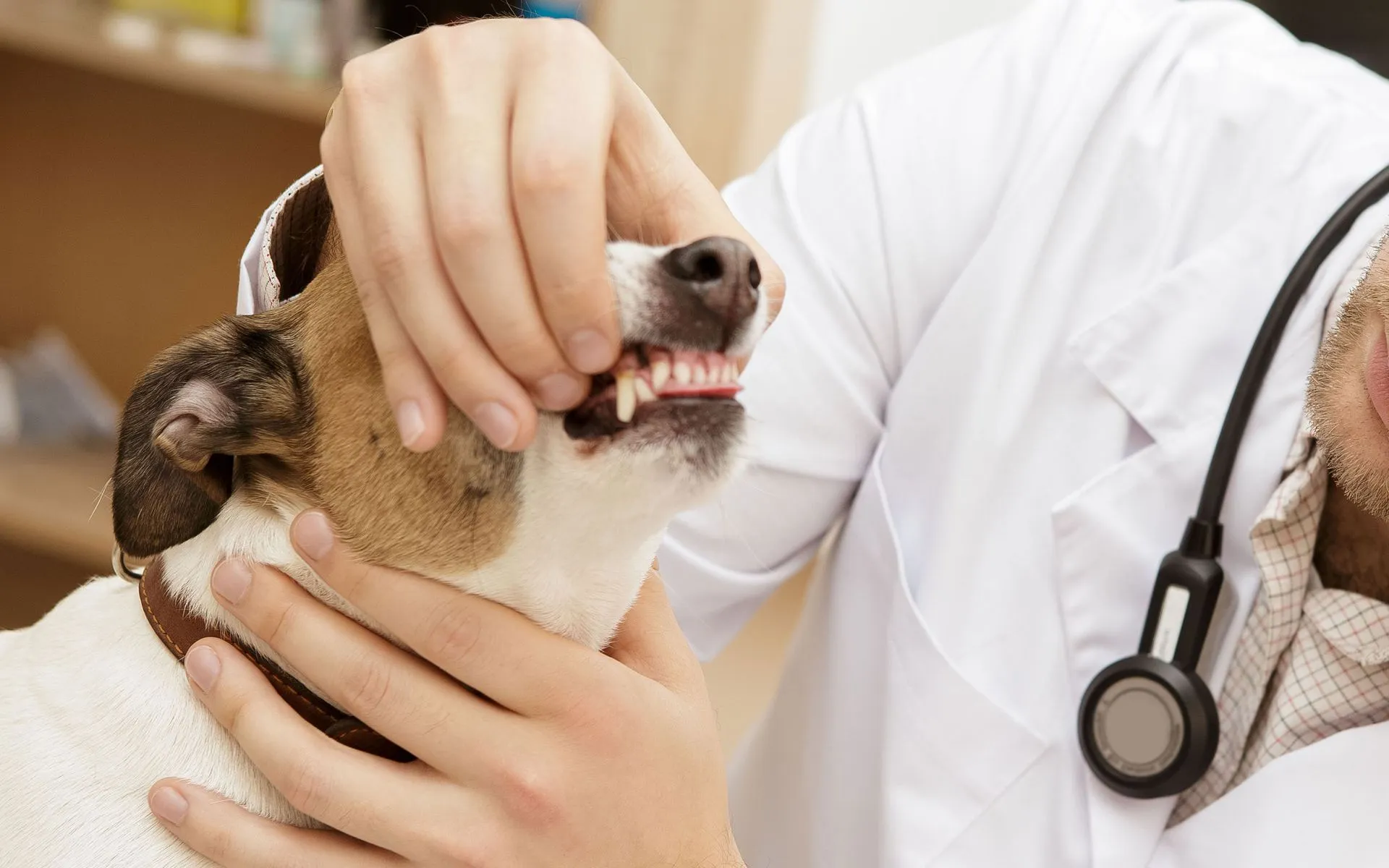 Close-up of a dental cleaning being performed on a pet