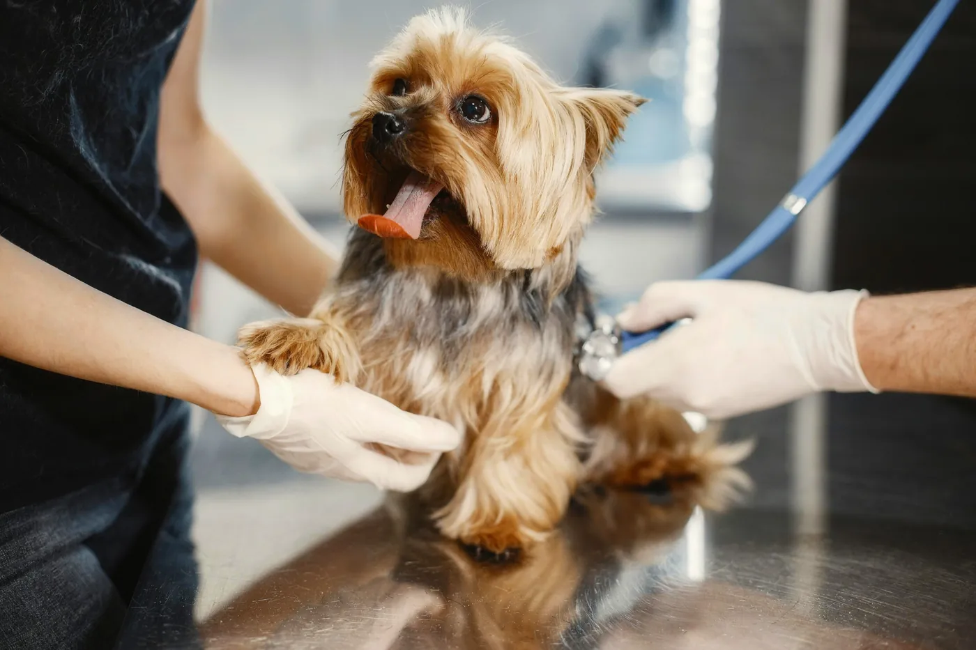 Happy dog cared for at Lake Hopatcong Animal Hospital